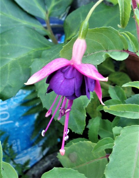 Hulshorst Longhorn.JPG