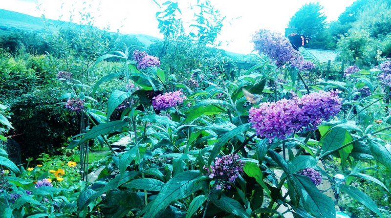Hummingbird hawk moth Peacock and Red Admiral Butterflies on Buddleia _Pink Delight _1.jpg