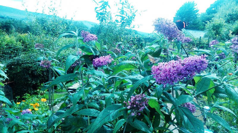 Hummingbird hawk moth Peacock and Red Admiral Butterflies on Buddleia _Pink Delight.jpg