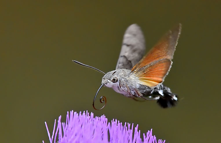 HUMMINGBIRD-HAWK-MOTH.png