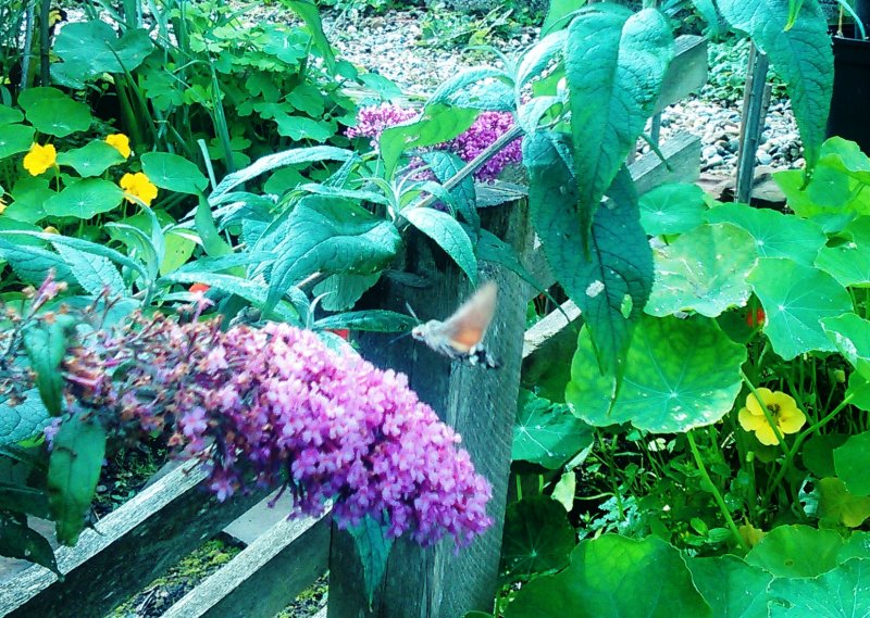 Hummingbird hawk moth_1a.jpg