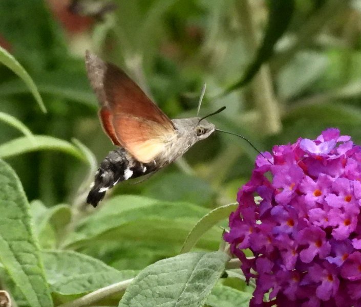 Hummingbird Hawkmoth - garden (1).JPG