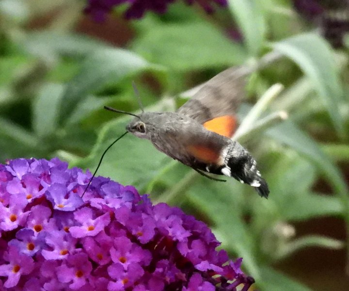 Hummingbird Hawkmoth - garden (10).JPG