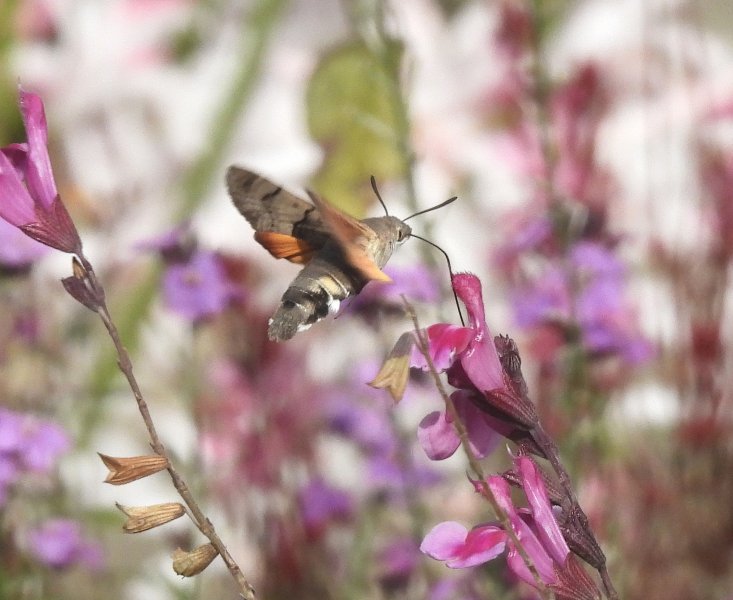 Hummingbird Hawmoth (3).jpg