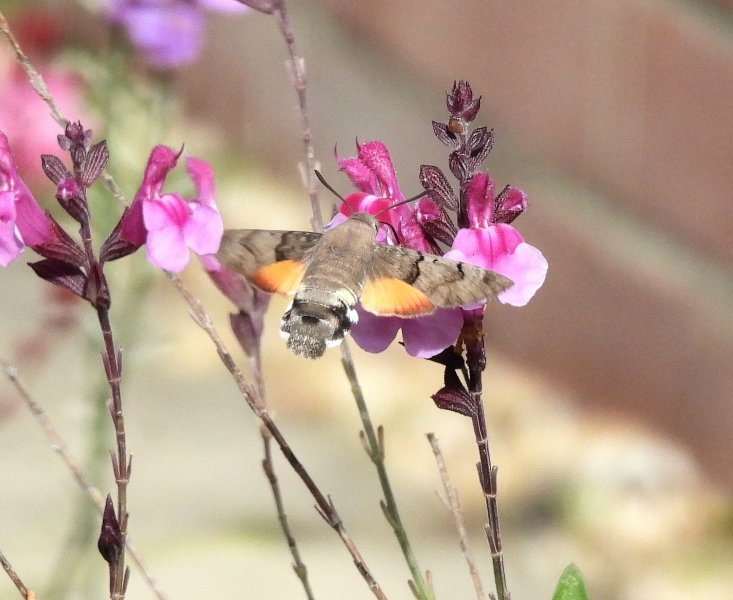 Hummingbird Hawmoth (4).jpg