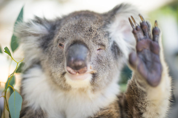 humorous-koala-waving-13843525.jpg