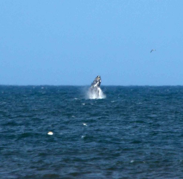 Humpback Whale.jpg
