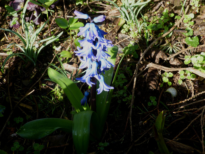 Hyacinth 1.JPG