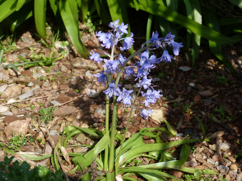 Hyacinthella dalmatica.JPG