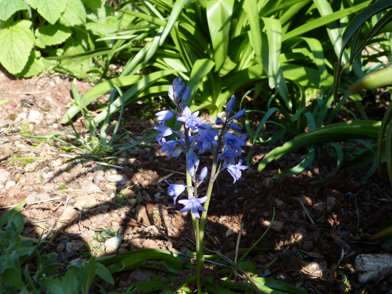 Hyacinthella dalmaticum.JPG