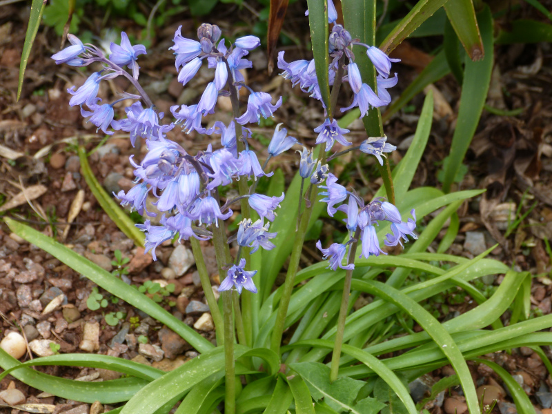 Hyacinthella lazulina.JPG