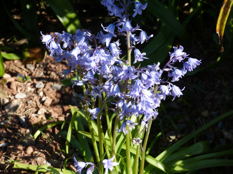 Hyacinthella lazulina.JPG