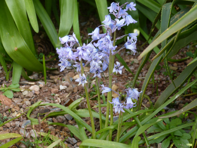 Hyacinthoides reverchonii.JPG