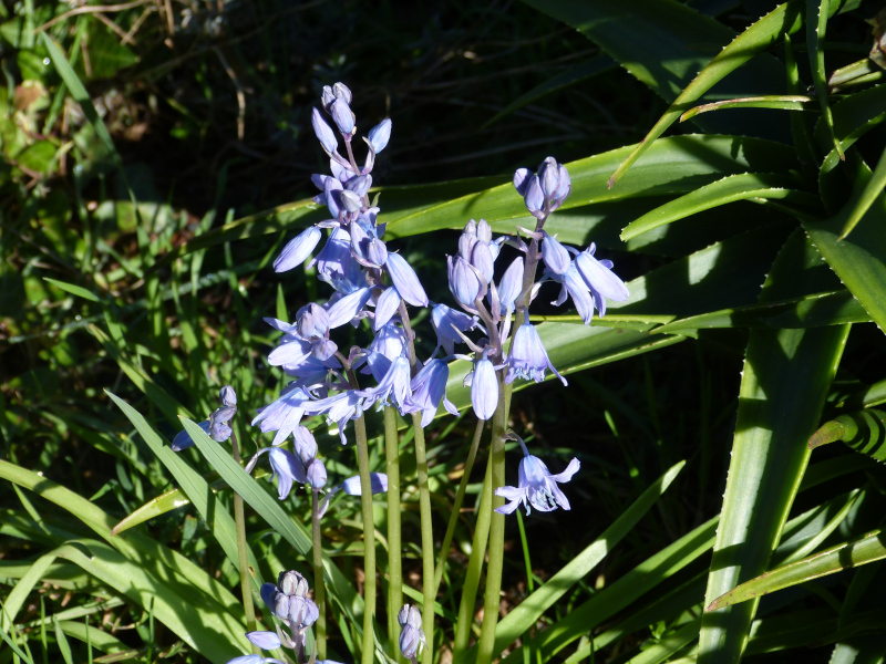 Hyacinthoides reverchonii.JPG