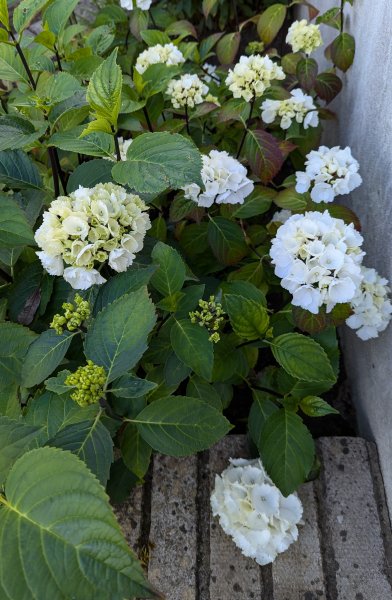 Hydrangea 'Blacksteel Zebra'2.jpg