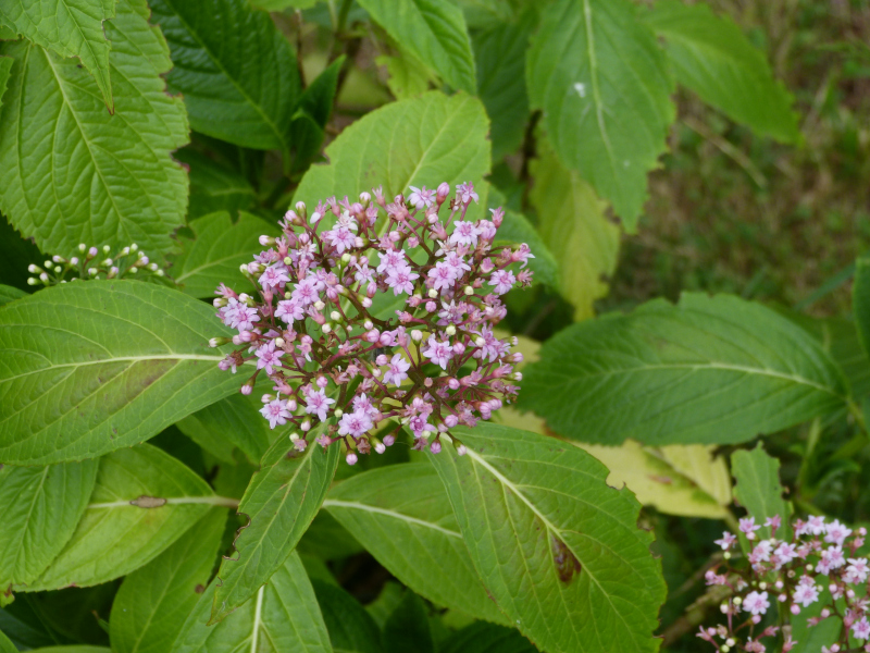Hydrangea Cambridge Blue.JPG