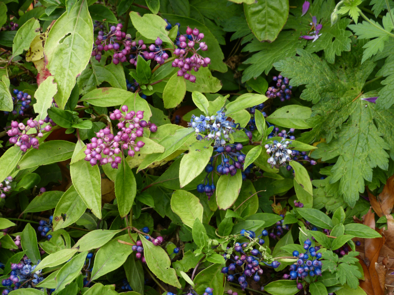 Hydrangea daimingshanensis Guiz 48.JPG