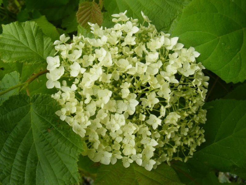 hydrangea.jpg