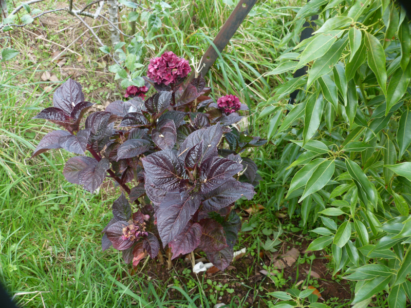 Hydrangea  macrophylla 1 Merville de Sanguine.JPG