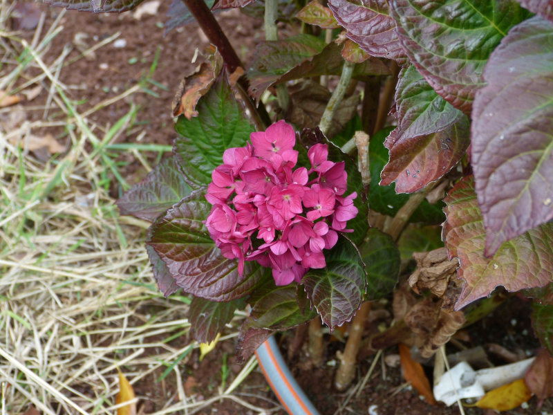 Hydrangea Macrophylla Merville de Sanguine.JPG