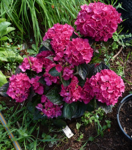 Hydrangea macrophylla Merville Sanguine .JPG