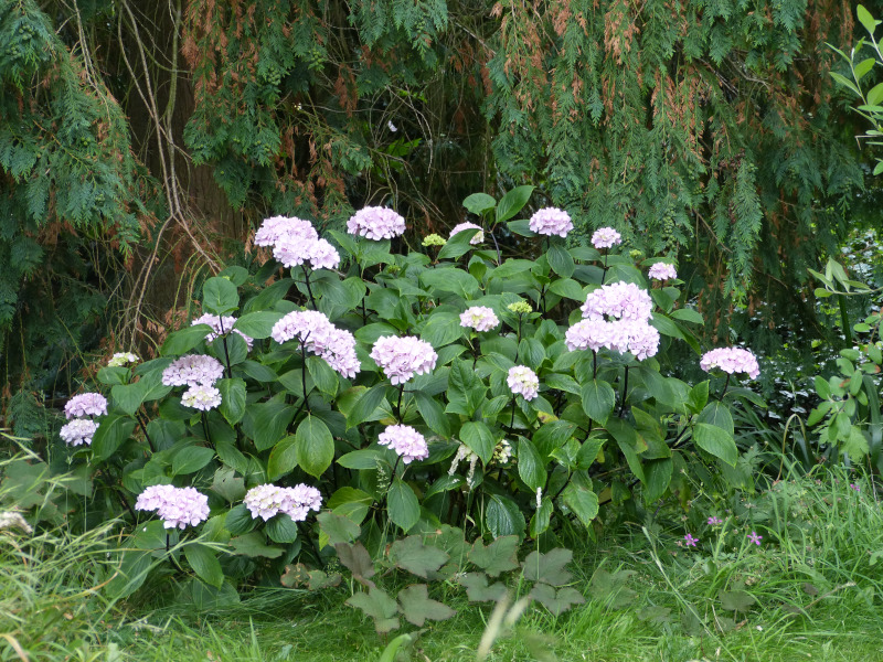 Hydrangea nigra.JPG