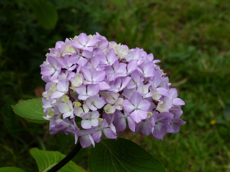 Hydrangea nigra.JPG