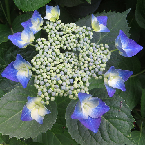 hydrangea.png