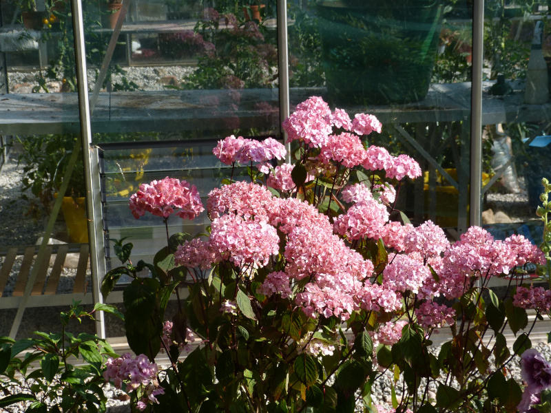 Hydrangea Preziosa.JPG