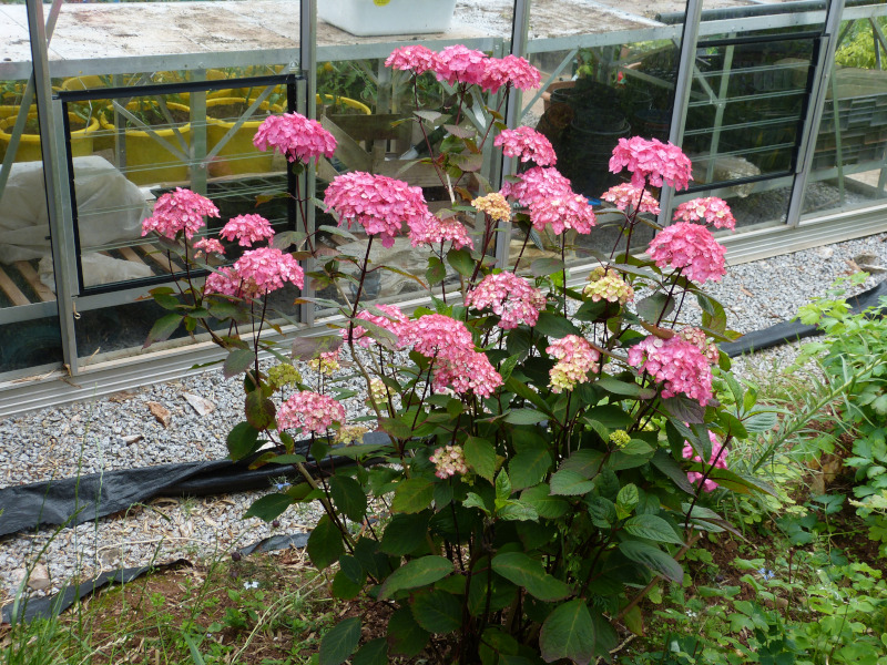Hydrangea Preziosa.JPG