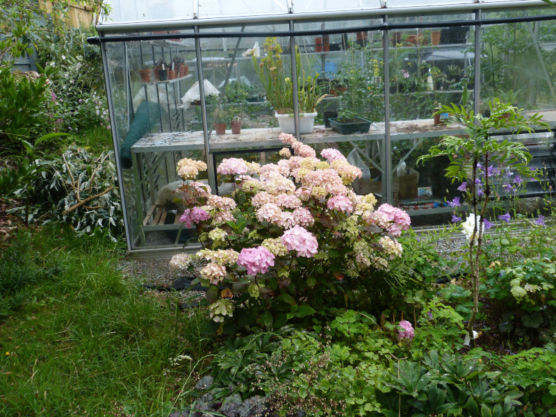 Hydrangea Preziosa.JPG