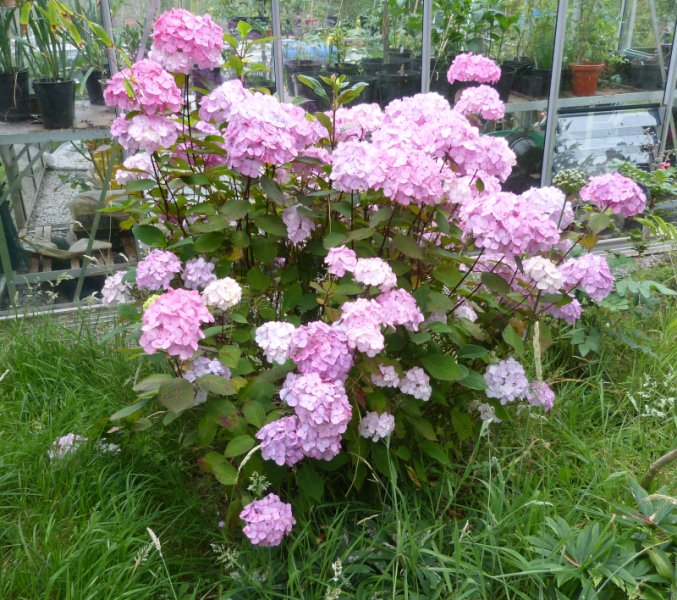 Hydrangea Preziosa.JPG