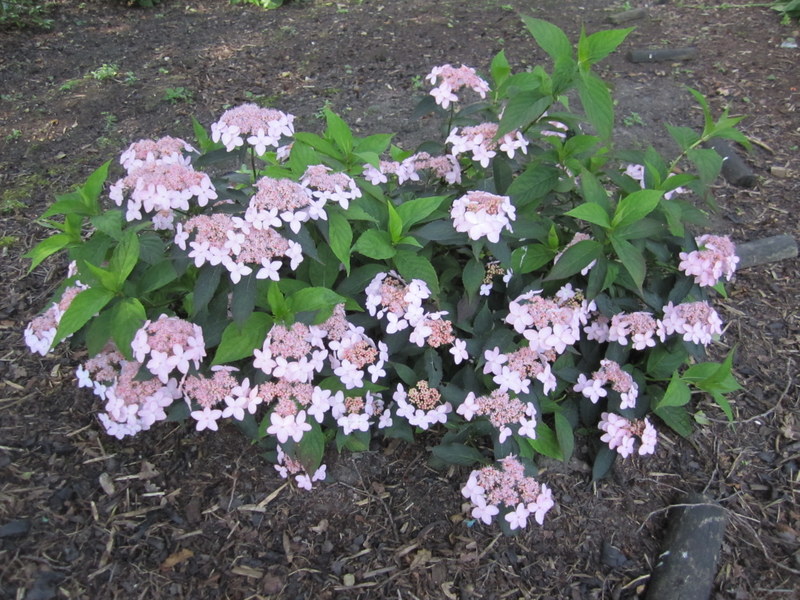 HYDRANGEA  SERRATA  TIARA 02-07-2011 13-04-03.JPG