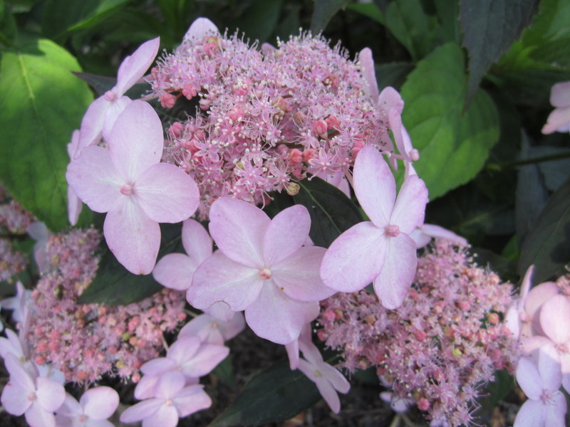 HYDRANGEA  SERRATA  TIARA 02-07-2011 13-04-16.JPG