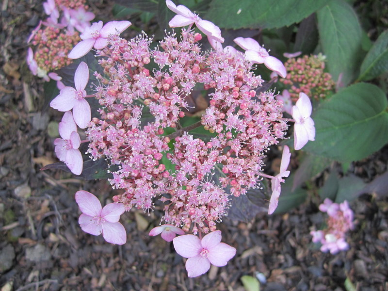 HYDRANGEA  SERRATA  TIARA 09-07-2010 10-11-37.JPG