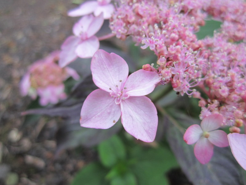 HYDRANGEA  SERRATA  TIARA 09-07-2010 10-12-18.JPG