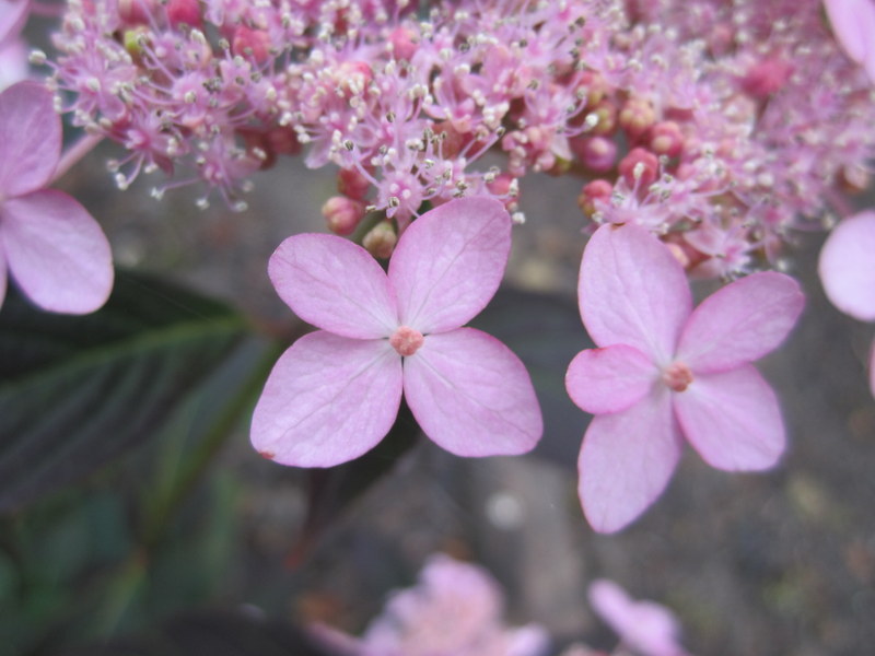 HYDRANGEA  SERRATA  TIARA 09-07-2010 10-12-32.JPG