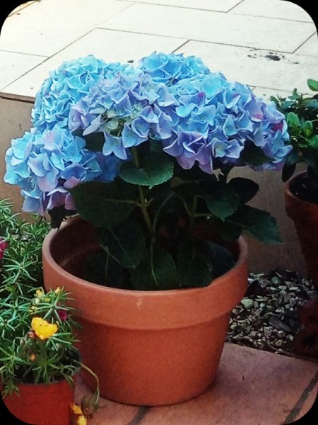 Hydrangea29 Apr 24(1).jpg