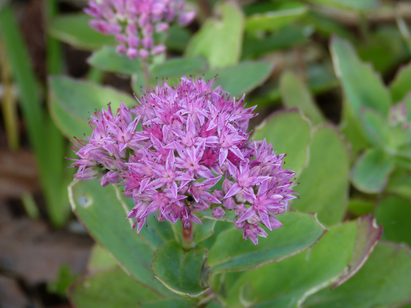 Hylotelephium Red Munsted.JPG