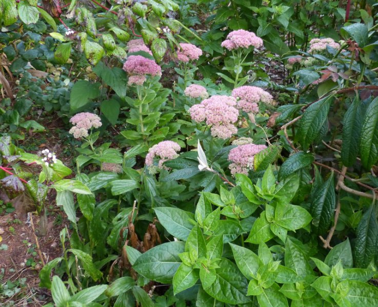 Hylotelephium spectabile 1.JPG