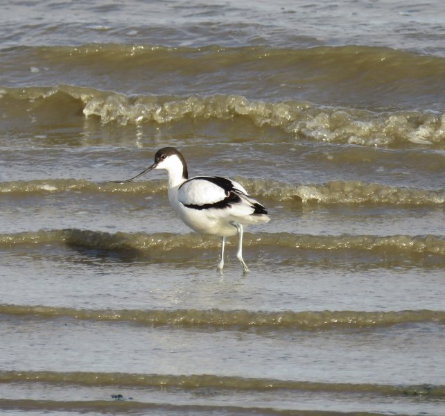 Iavocet 2.JPG