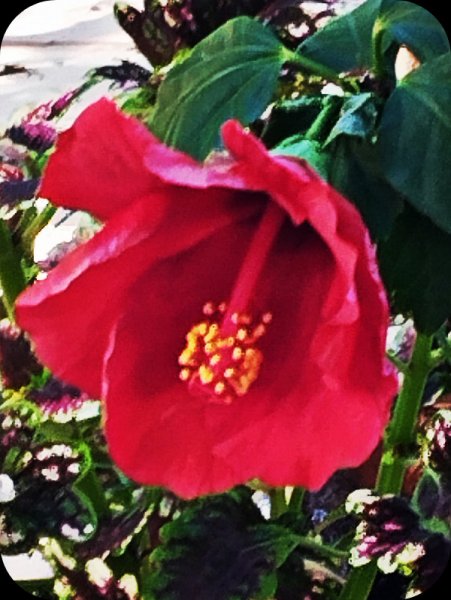 ib Red Stanfaed 5 Oct 25.jpg