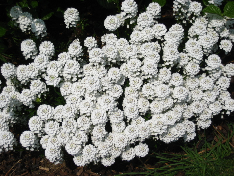 IBERIS  SEMPERVIRENS 21-04-2007 11-24-42.JPG