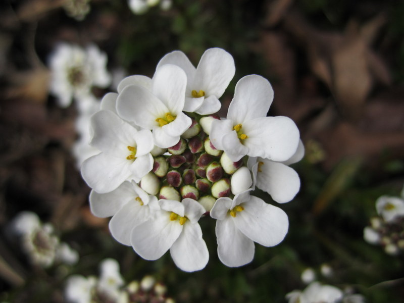 IBERIS  SEMPERVIRENS 23-04-2013 15-05-38.JPG