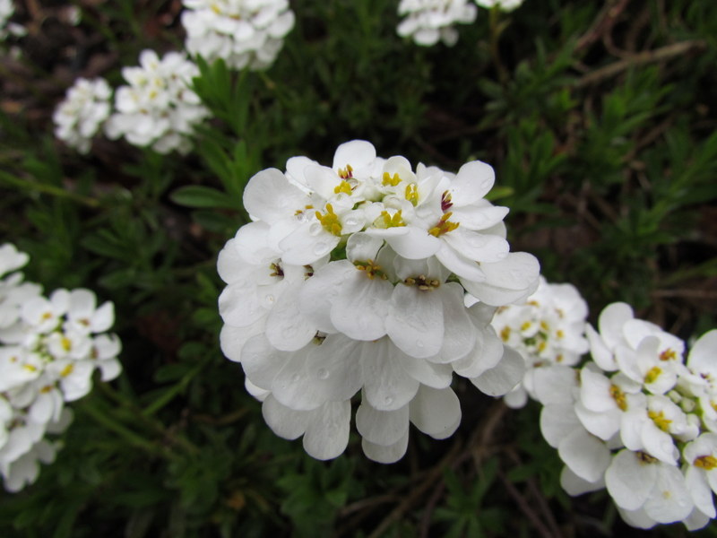 IBERIS  SEMPERVIRENS  SCHNEEFLOCKE 10-05-2013 07-51-49.JPG