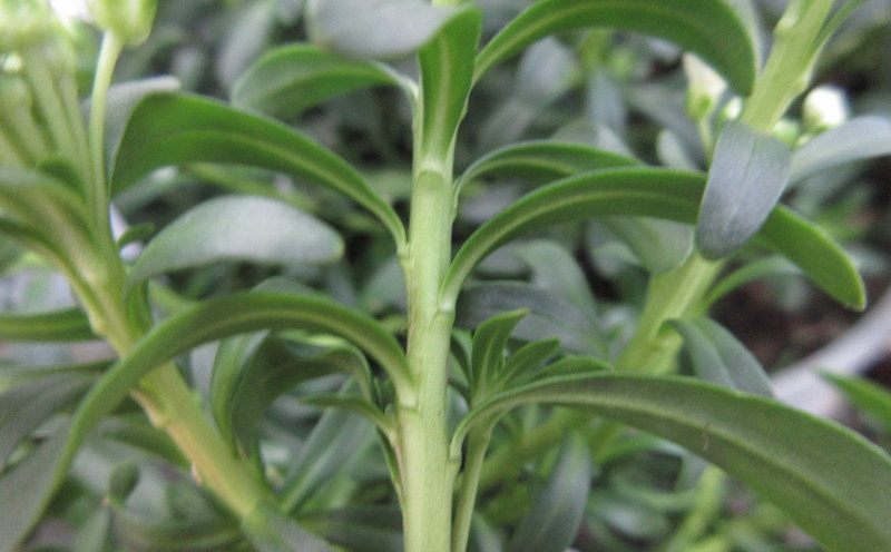 IBERIS SEMPERVIRENS  SNOWSURFER  FORTE 29-02-2024 15-07-53.JPG