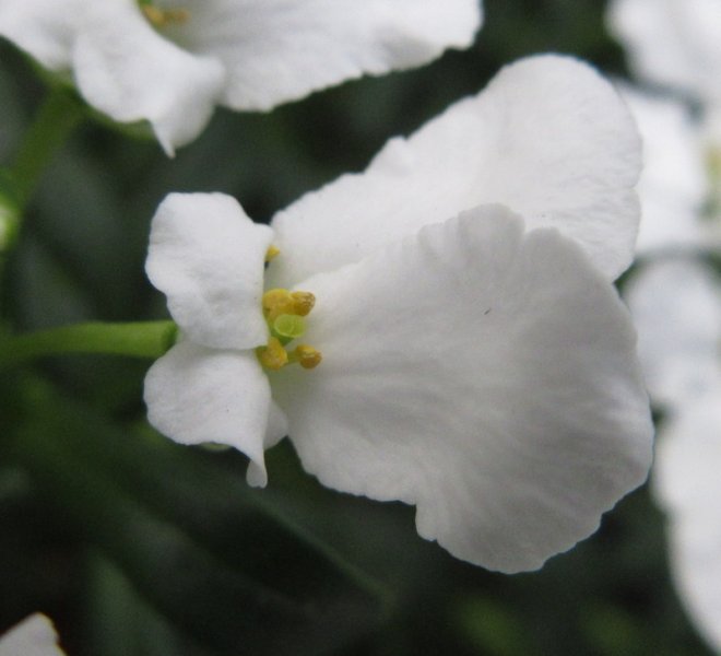 IBERIS SEMPERVIRENS  SNOWSURFER  FORTE 29-02-2024 15-08-10.JPG
