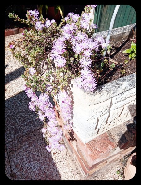 Ice Plant 17 Apr 21.jpg