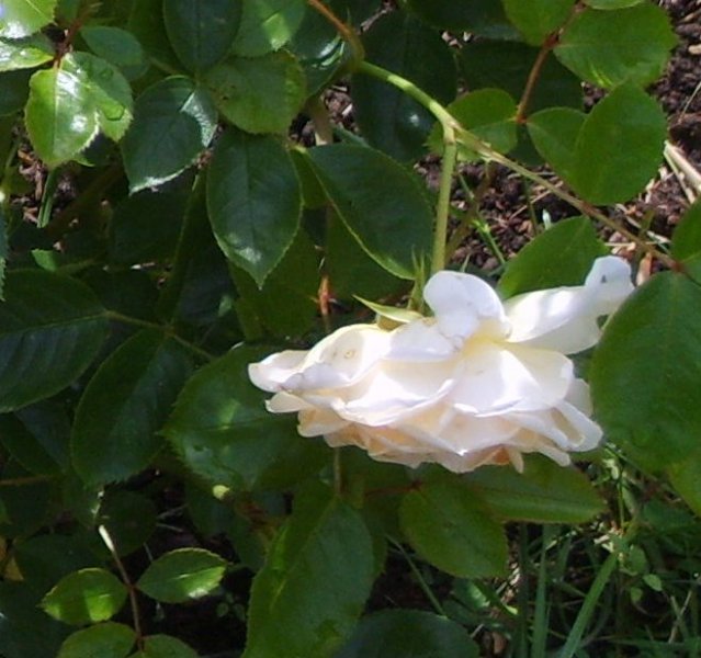 Iceberg Floribunda Flower.JPG