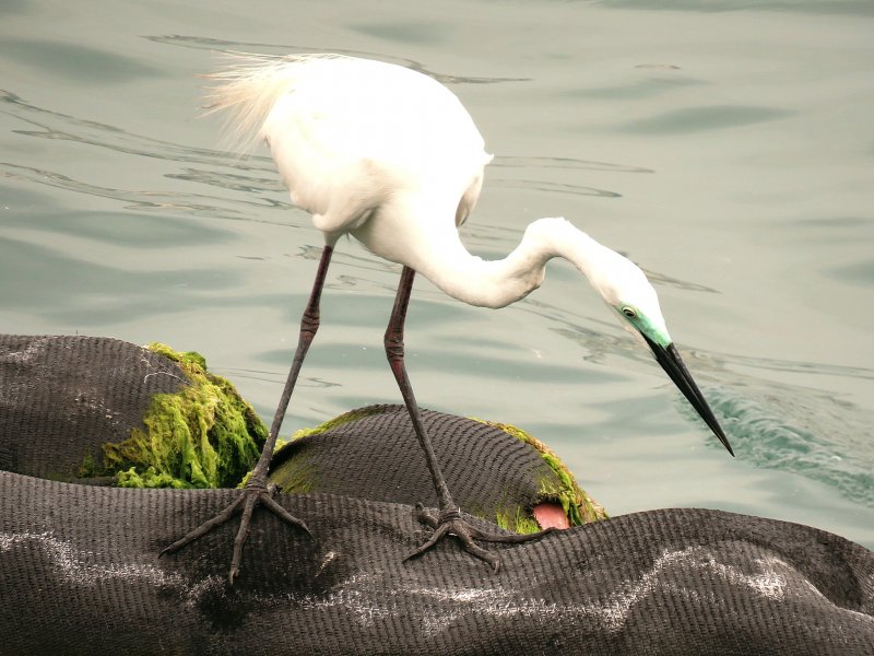 IGreat Eastern Egret 3.jpg